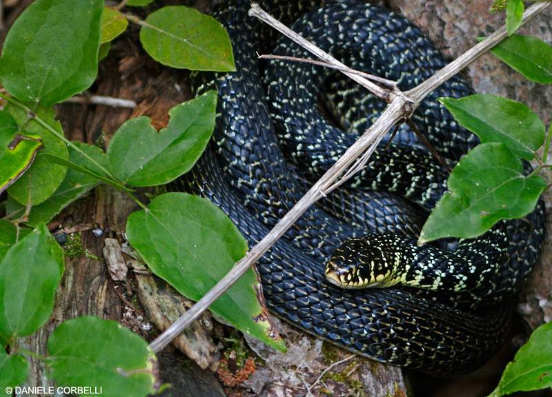 Green Whip Snake