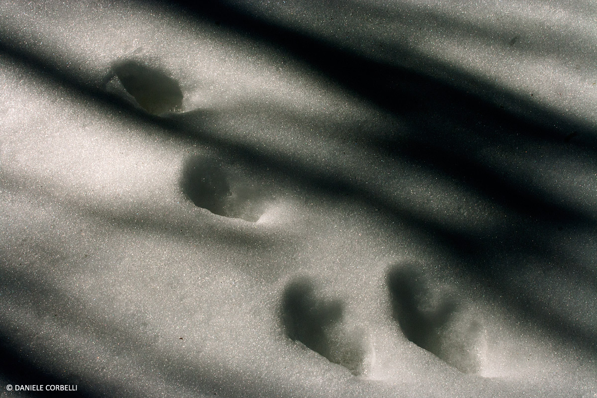 Hare Footprint - Snow