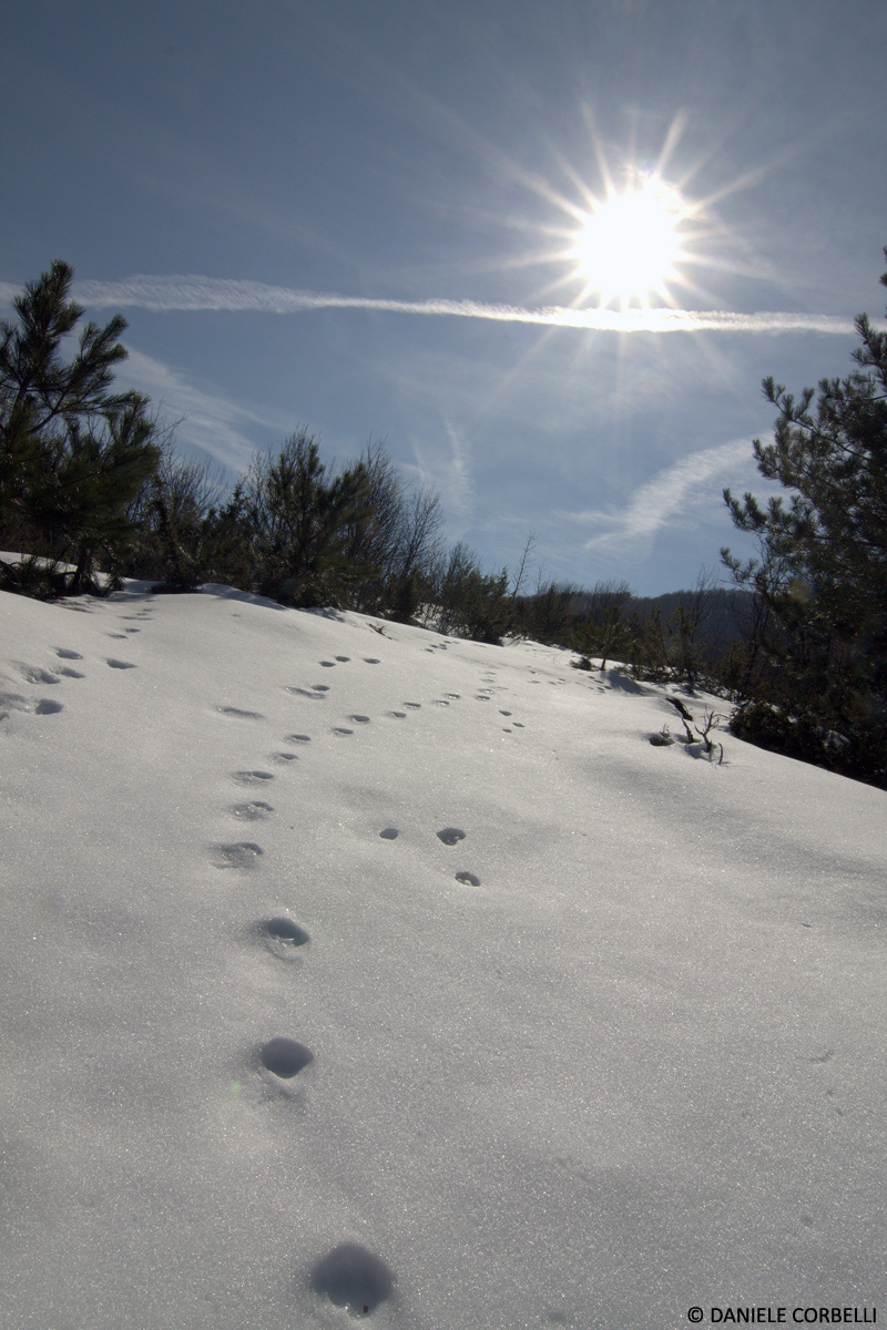 Tracks