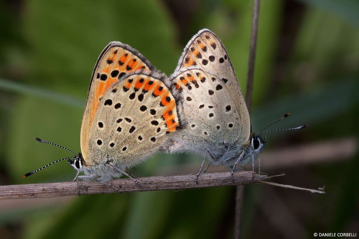 Sex on the sprig