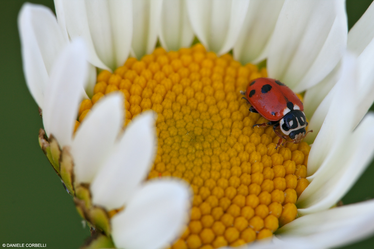 Kinder Garden