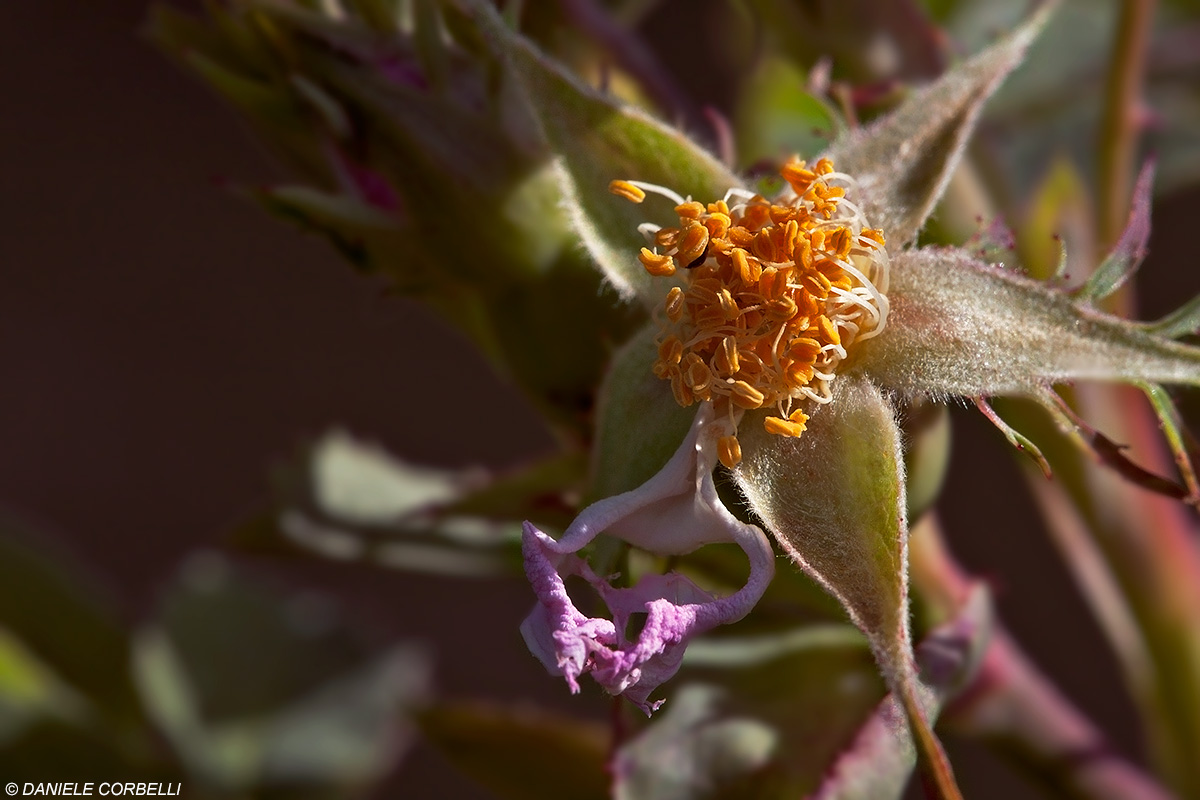 Rosa Canina