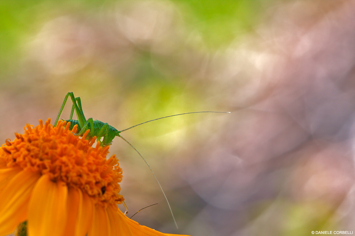 The Realm of Bokeh