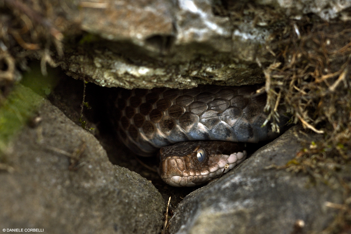 Vipera Aspis