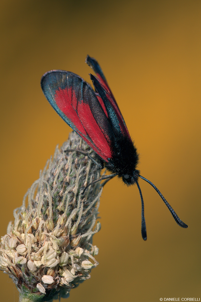 Zygaena