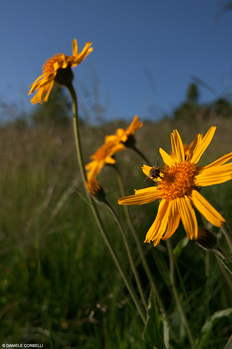 Arnica