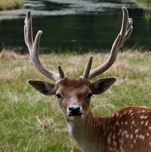 Dama Dama portrait