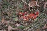 Gnawed Rosehip