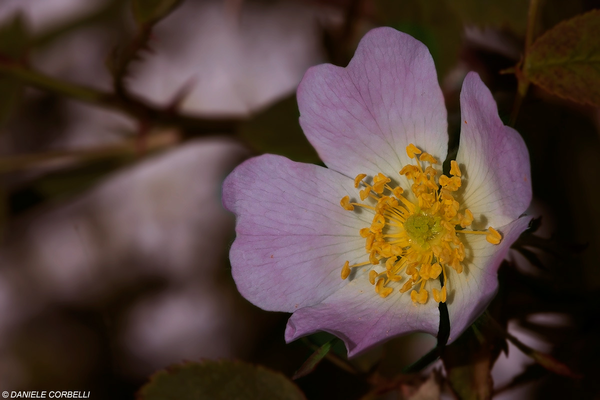 Rosa Canina