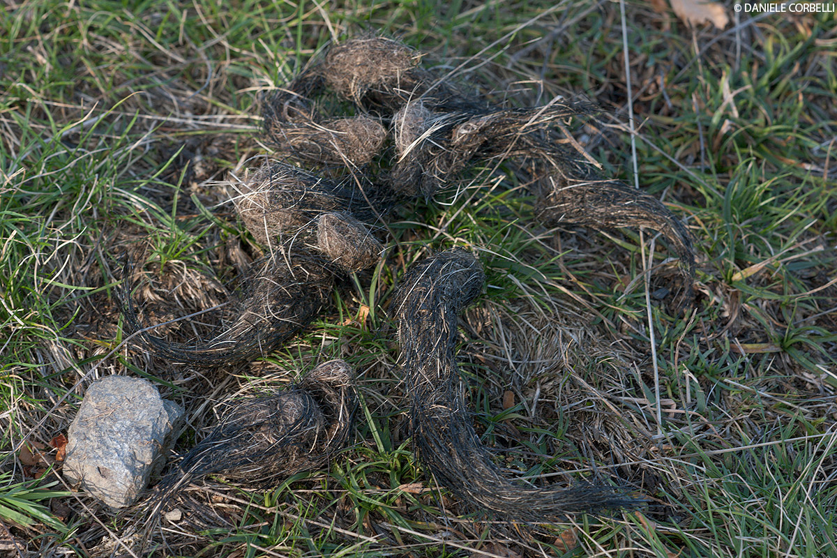 Wolf droppings - 4 (Boar hair)