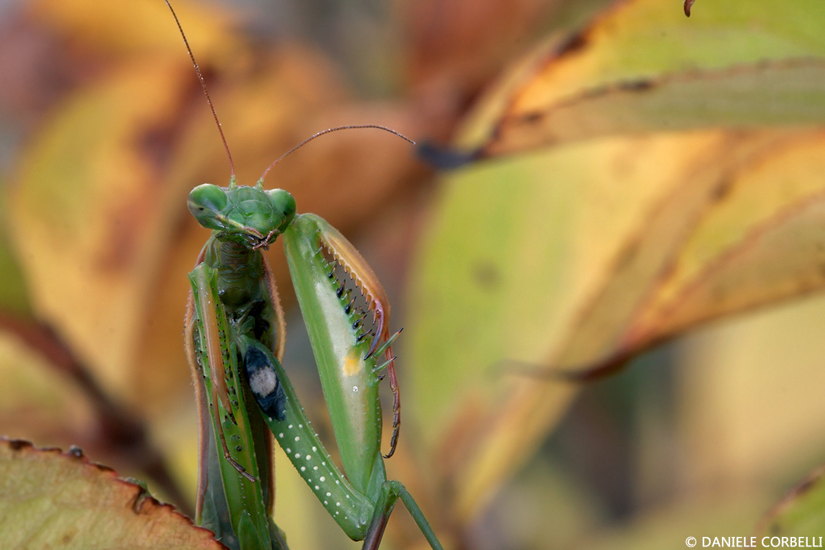 Mantide Religiosa