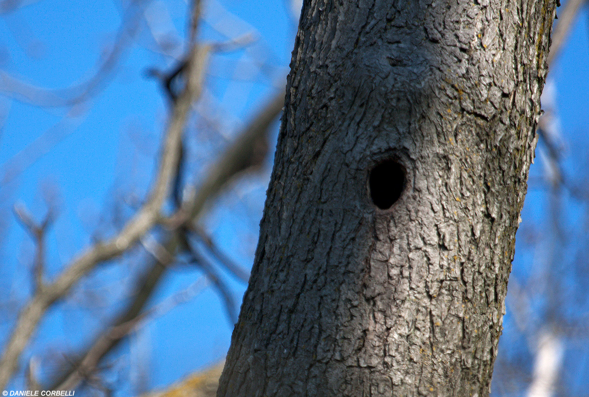 Woodpecker's chamber 