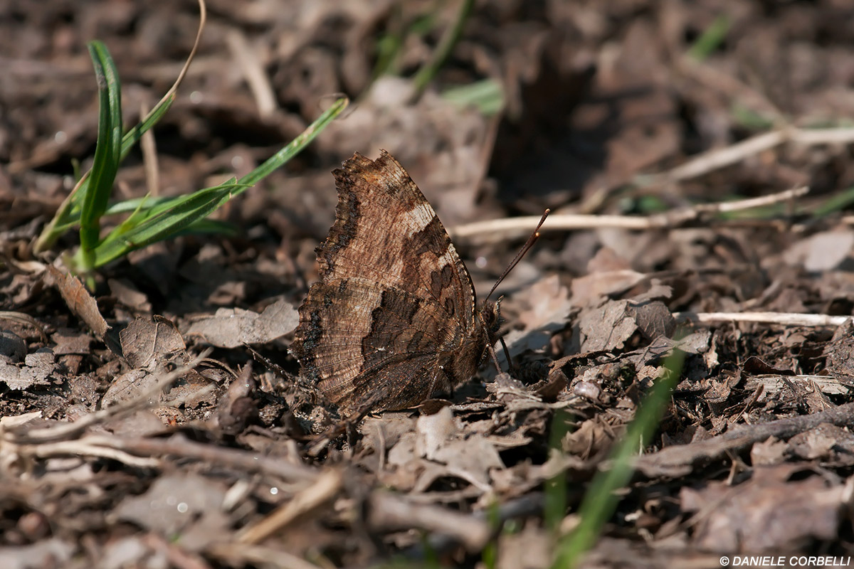 Camouflage