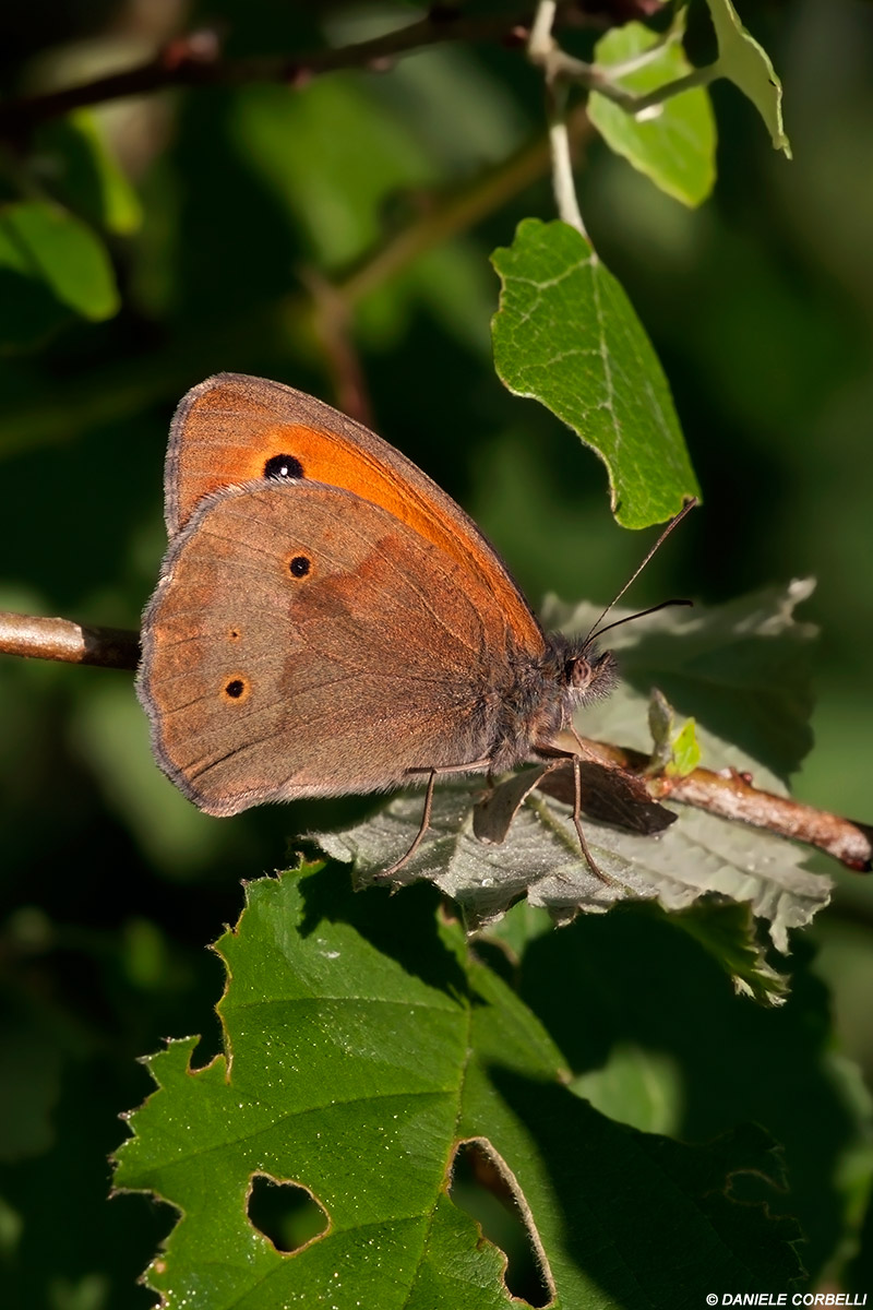 Orange Leaf