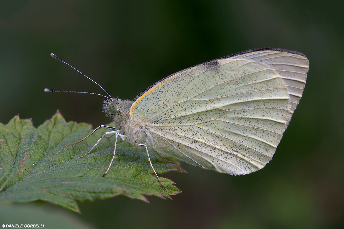 Small White 