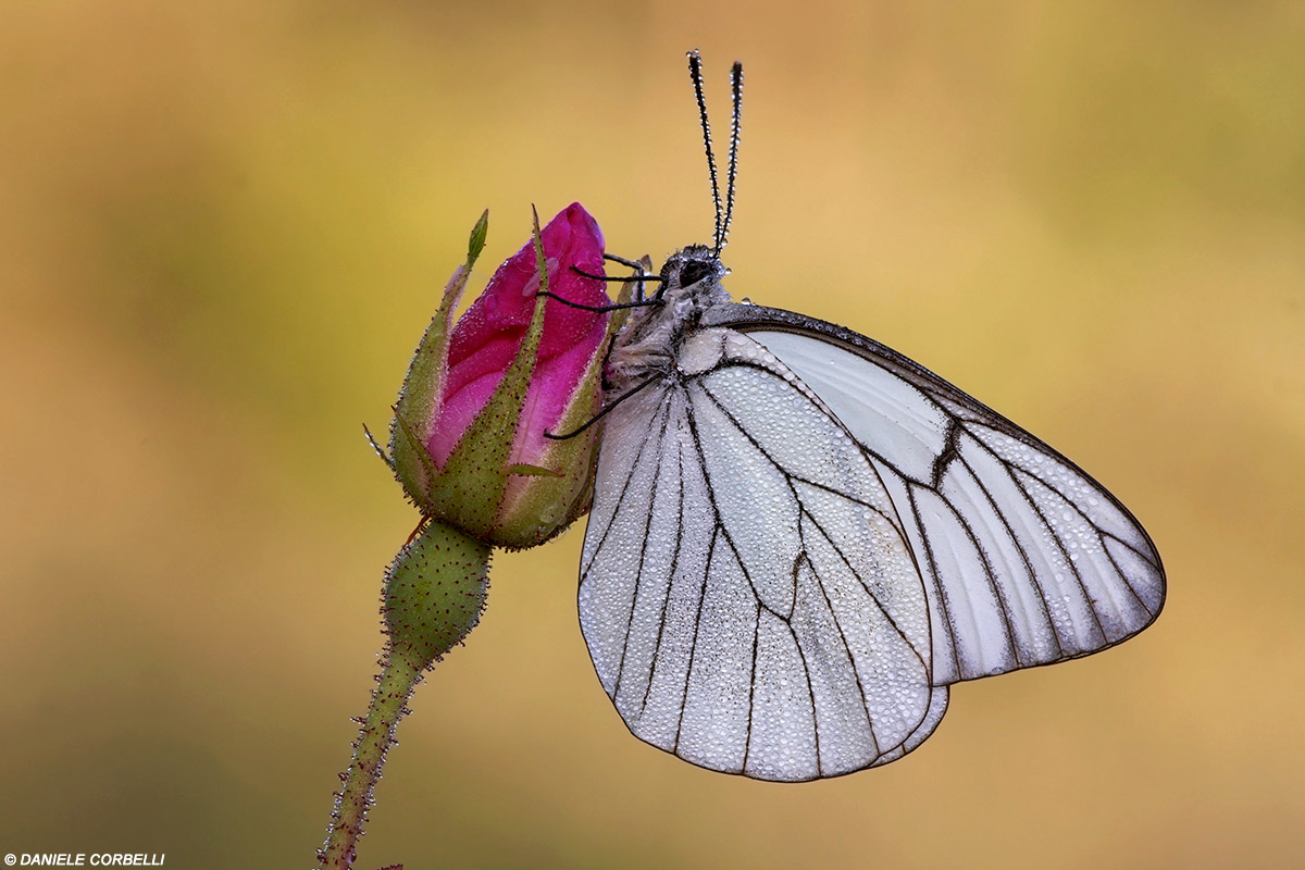 White Rose