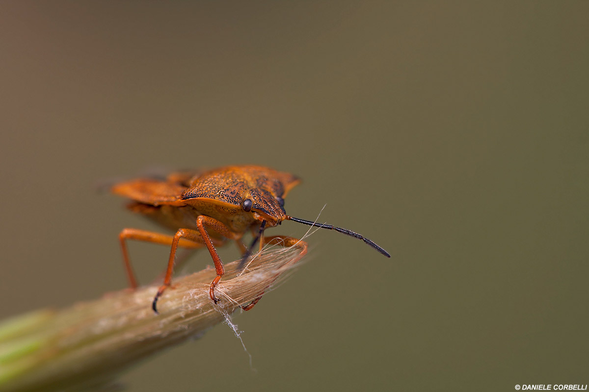 Cimice Arancione(1)