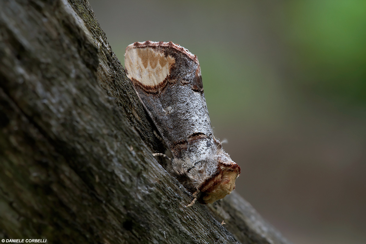 Broken Twig (2)