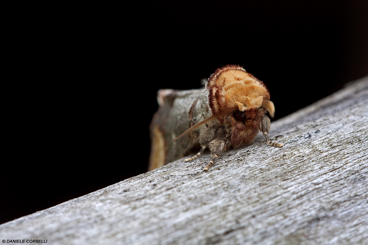 Broken Twig (3)