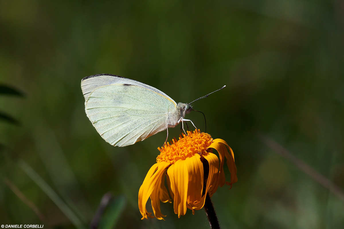 Pieris & Arnica