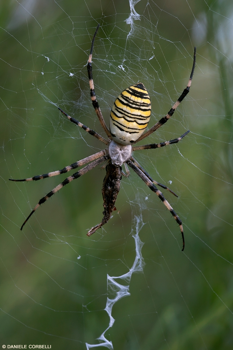 Wasp Spider