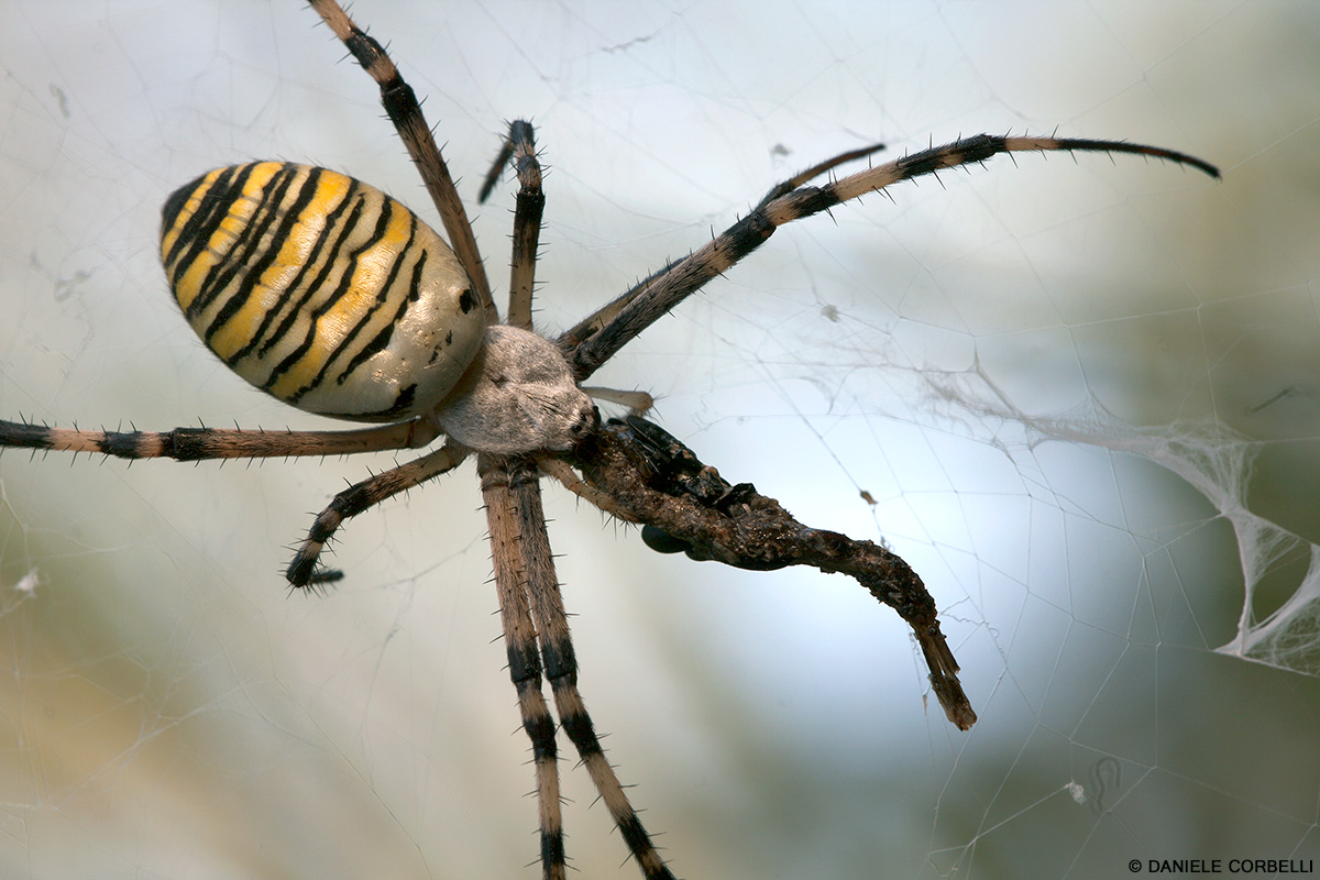 Wasp Spider - English Breakfast