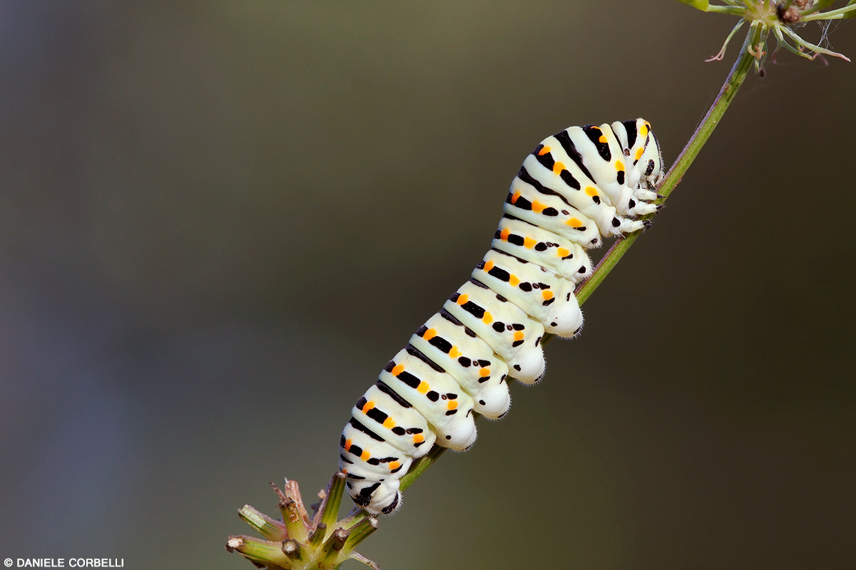 Macaone - Caterpillar