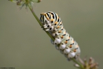 Caterpillar