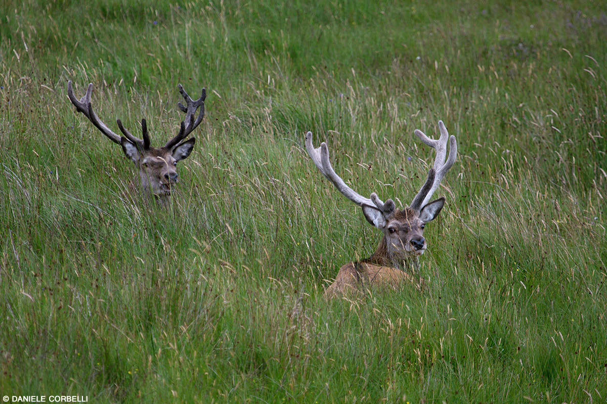 Scottish Deer