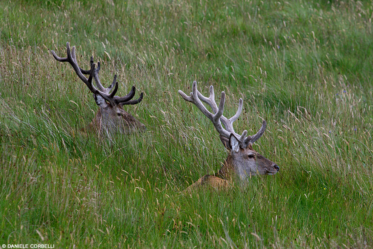 Red Deer