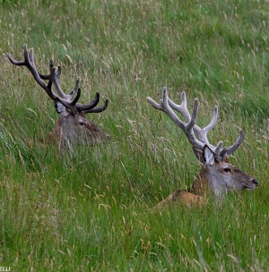 Red Deer