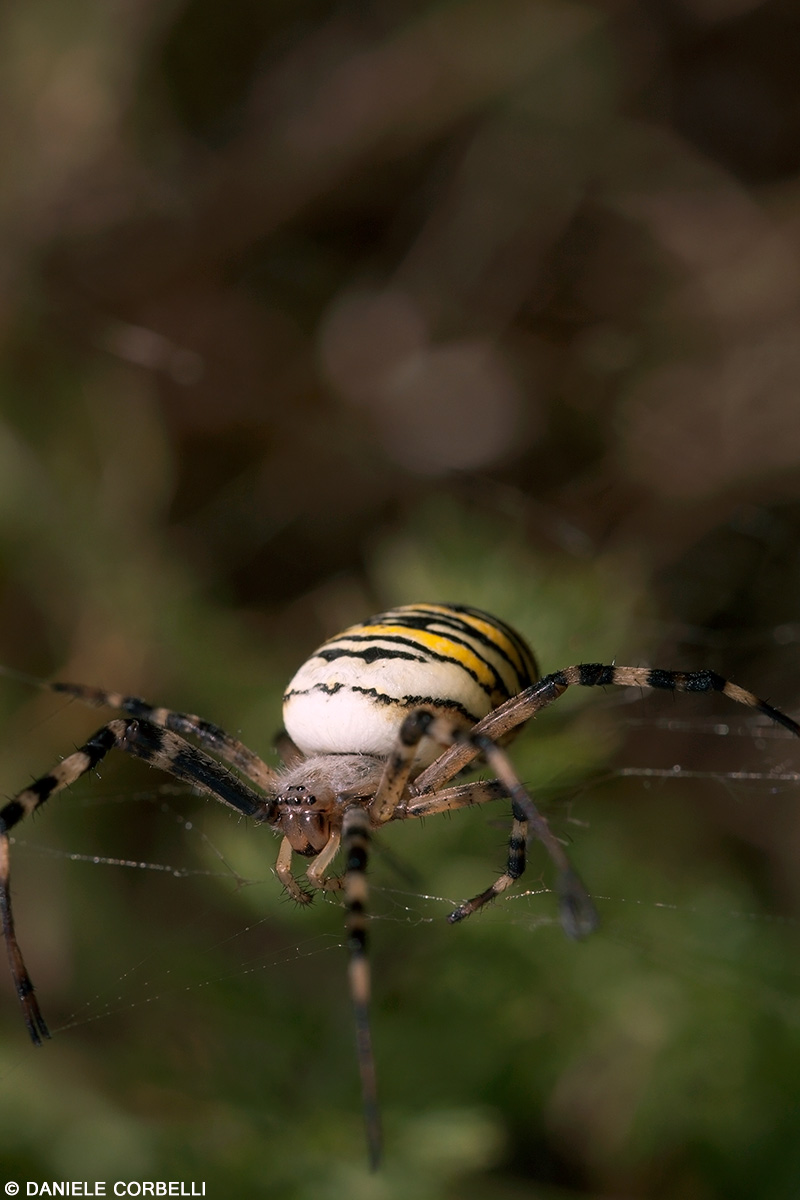 Argiope