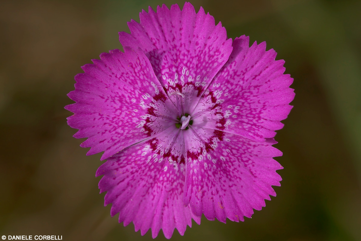 Dianthus seguieri