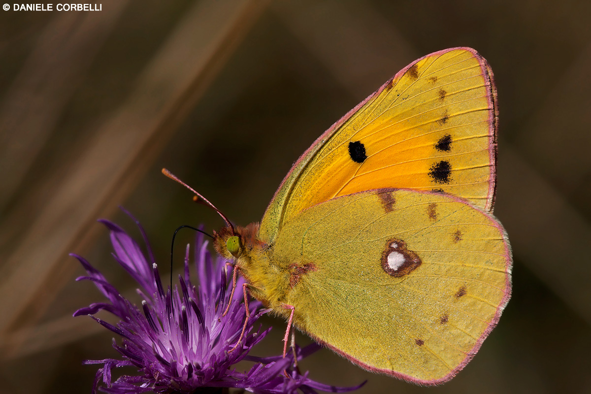 Colias Crocea