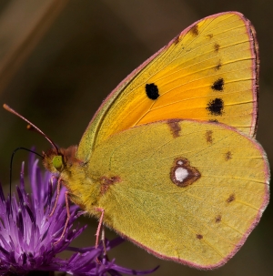 Colias Crocea