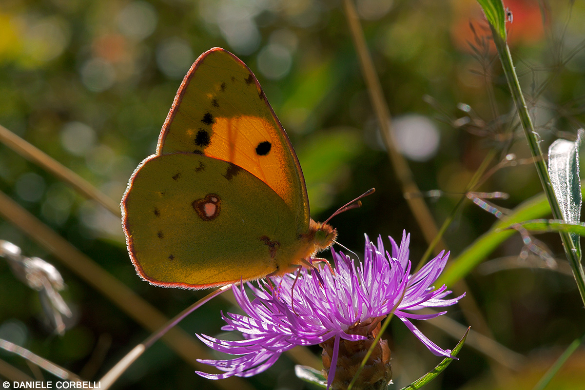 Colis backlight