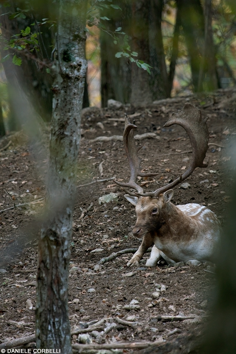 Fallow Deer - Rest