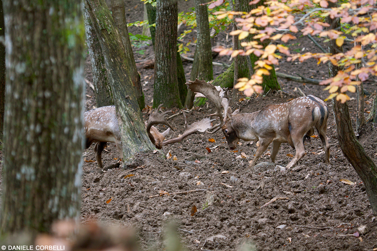 Fallow Deer - Fight 2