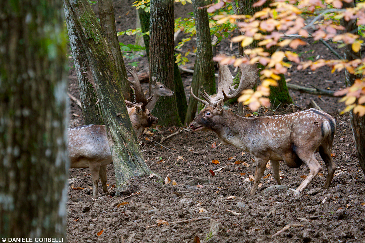 Fallow Deer - Fight 3