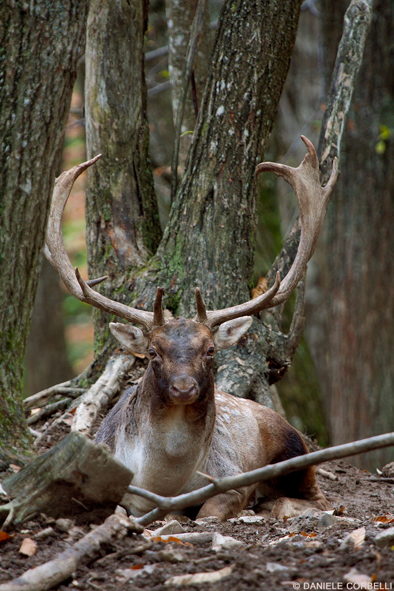 Fallow Deer