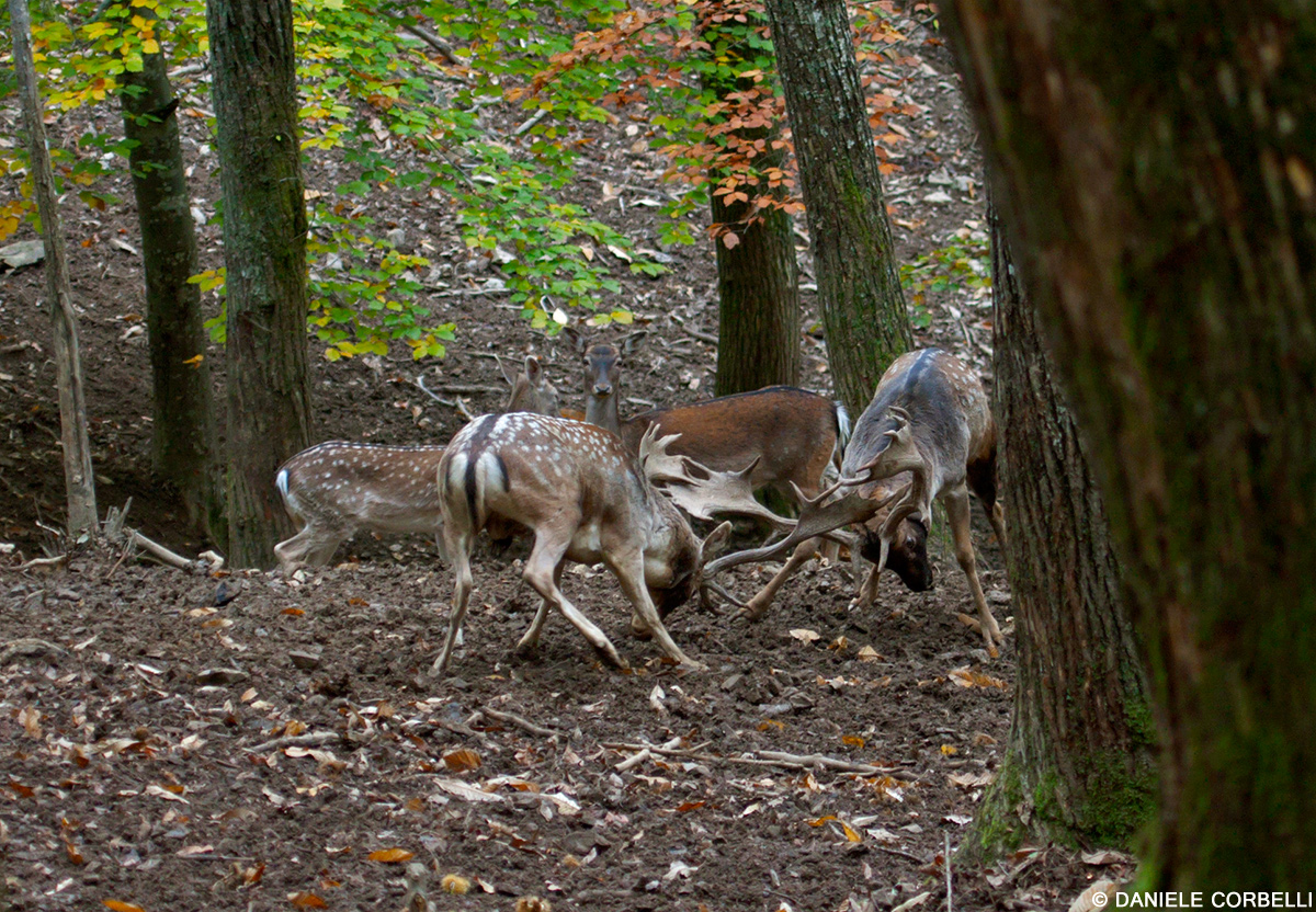 Fallow Deer - Fight 3