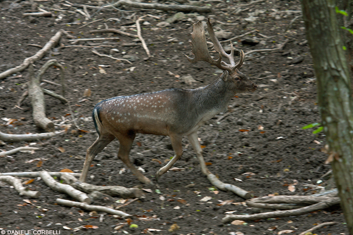 Fallow Deer