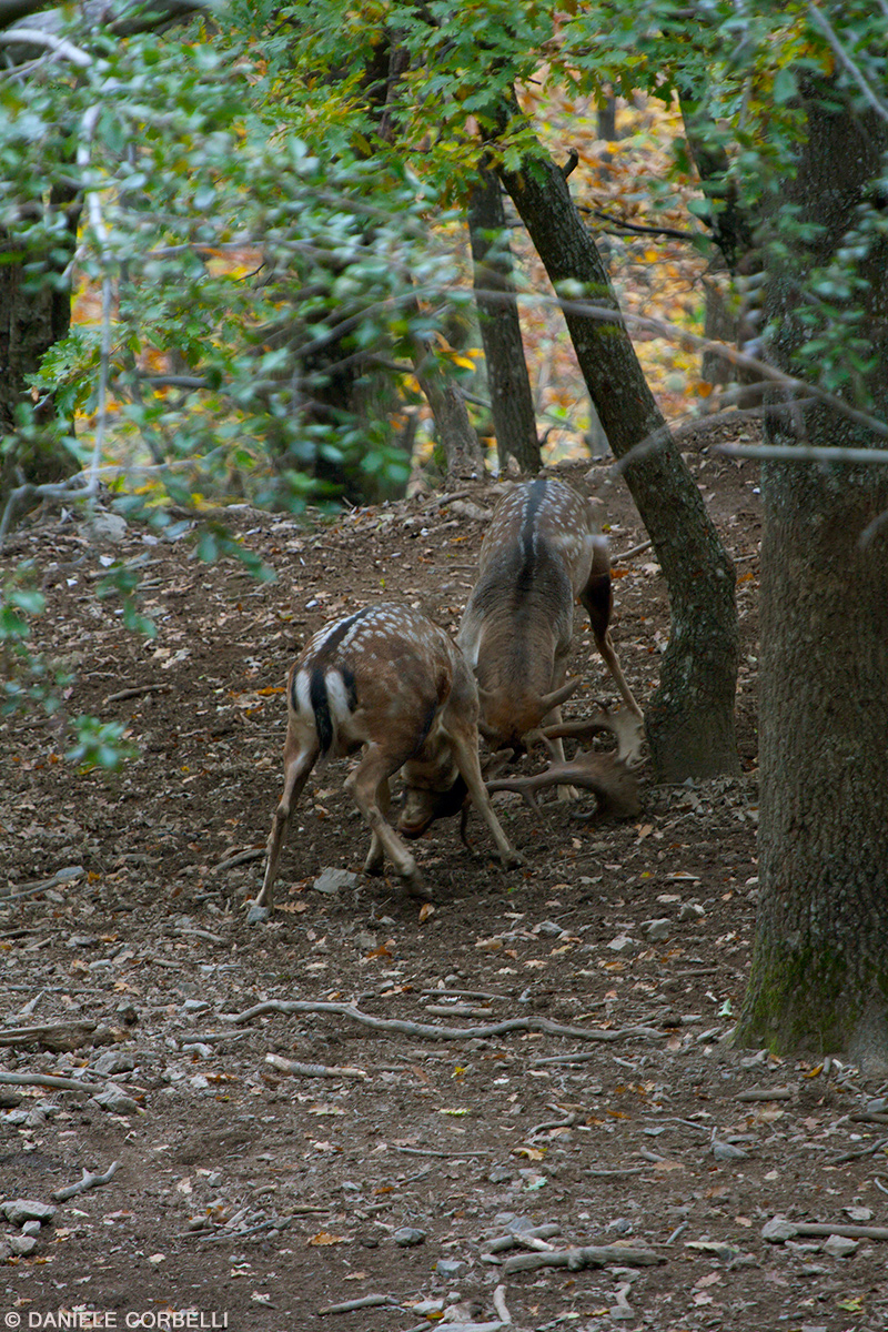 Fallow Deer - Fight 4