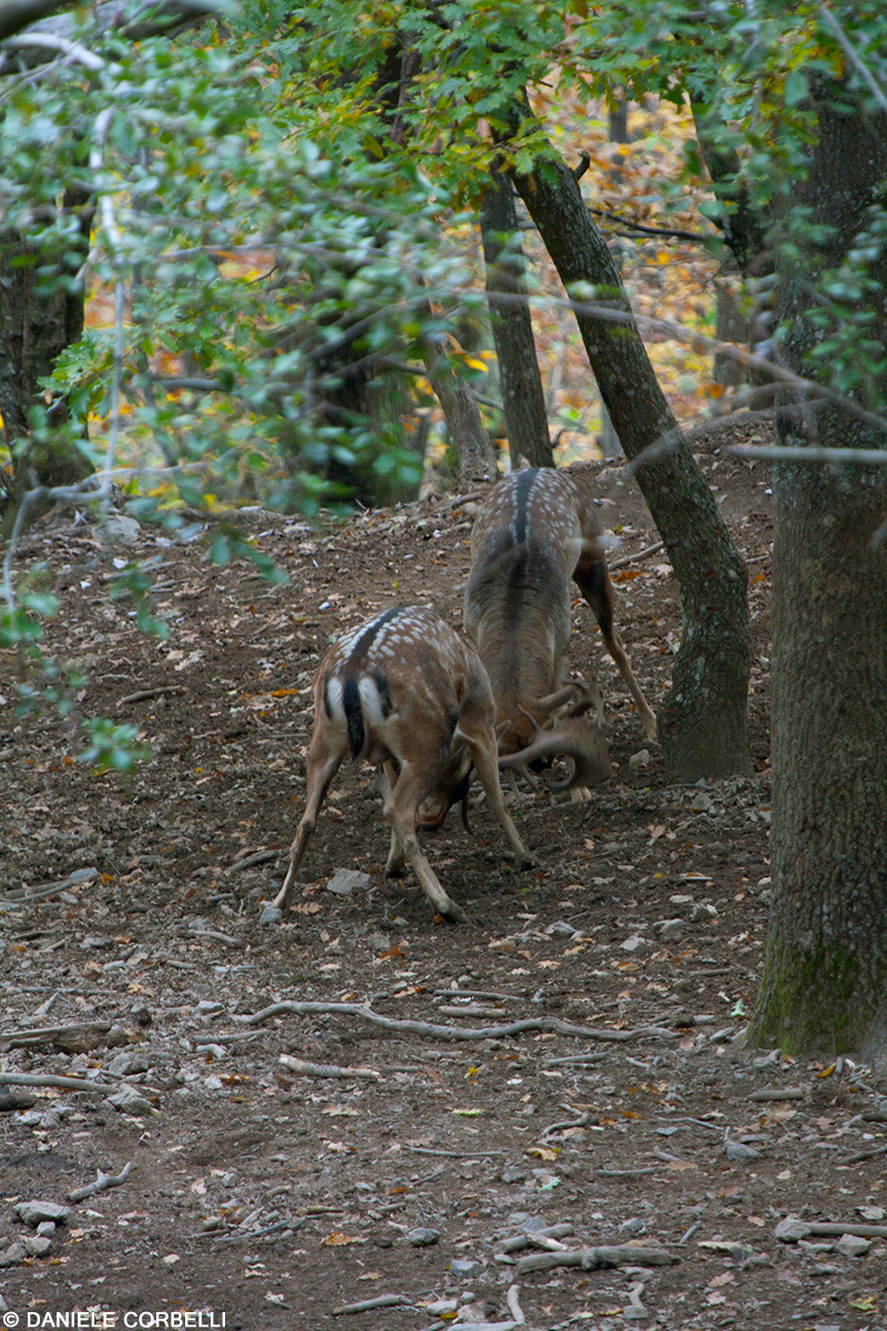 Fallow Deer - Fight 5