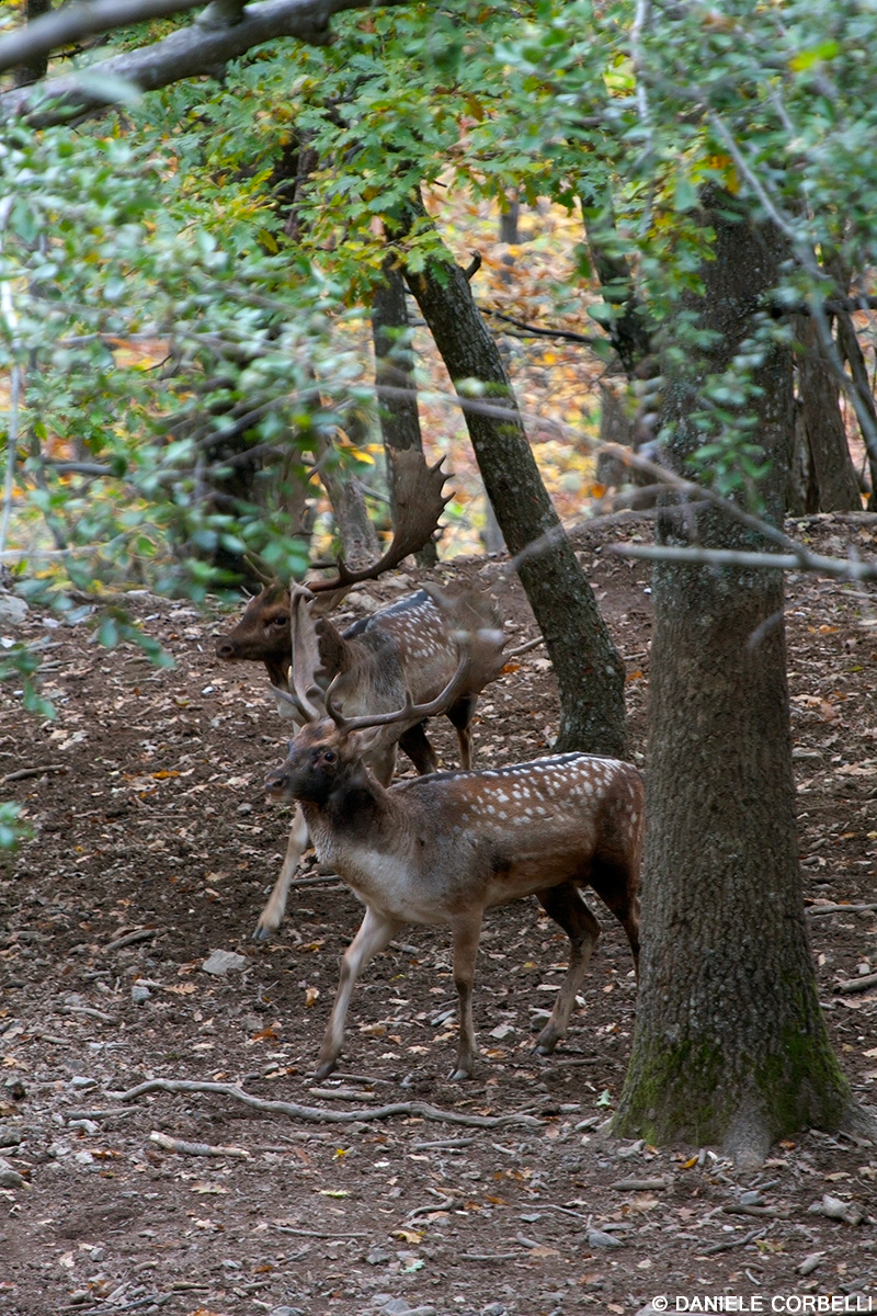 Fallow Deer - Fight 6