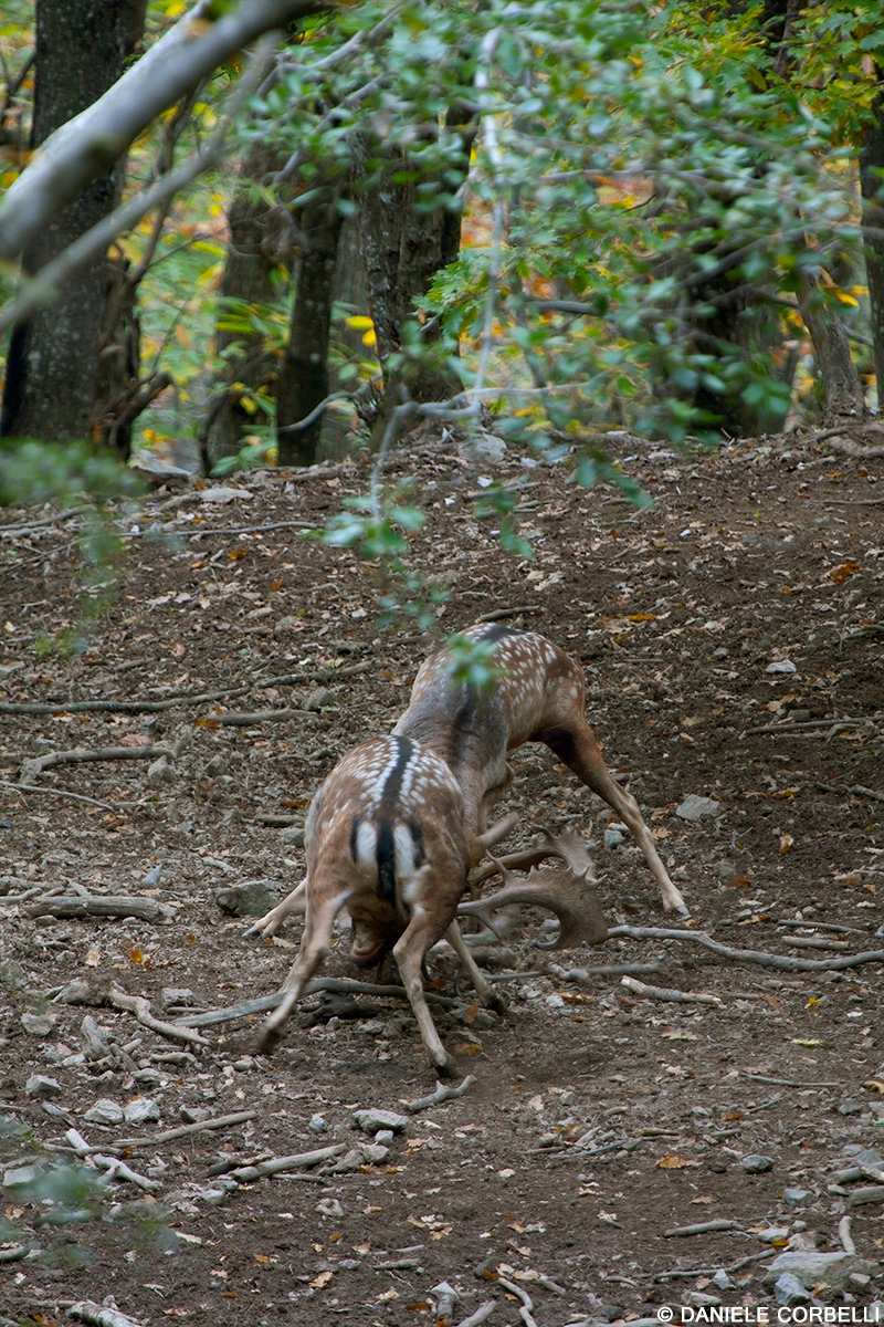 Fallow Deer - Fight 7