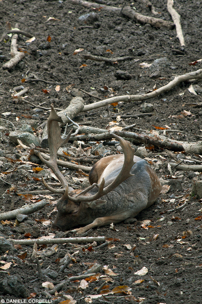 Fallow Deer - exhausted 2 