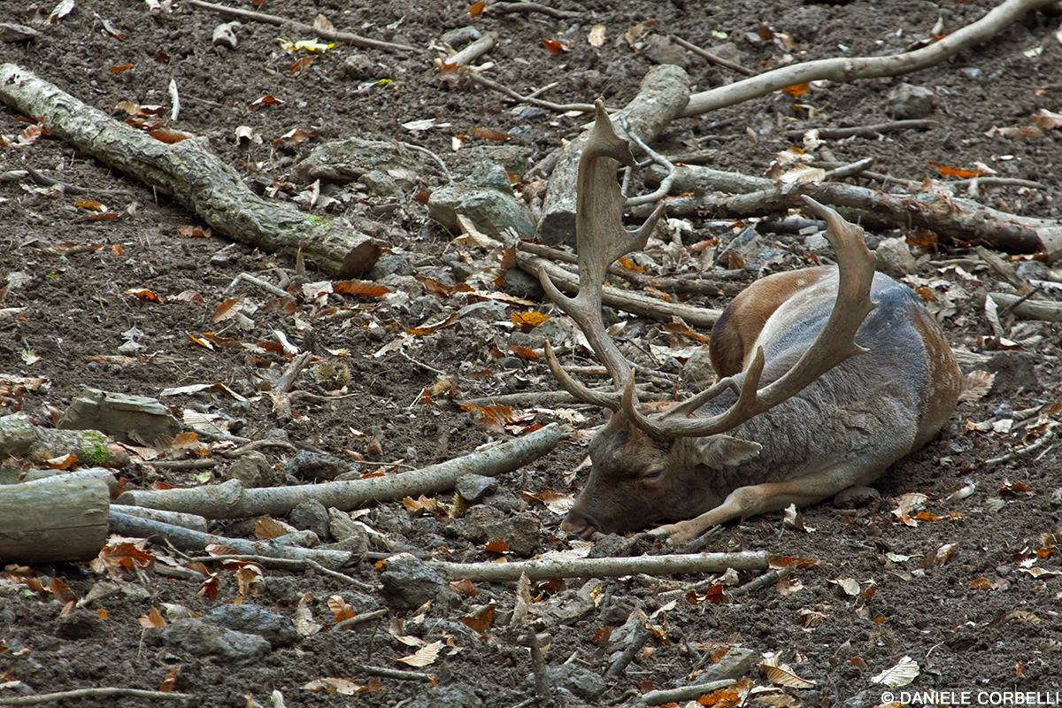 Fallow Deer - exhausted