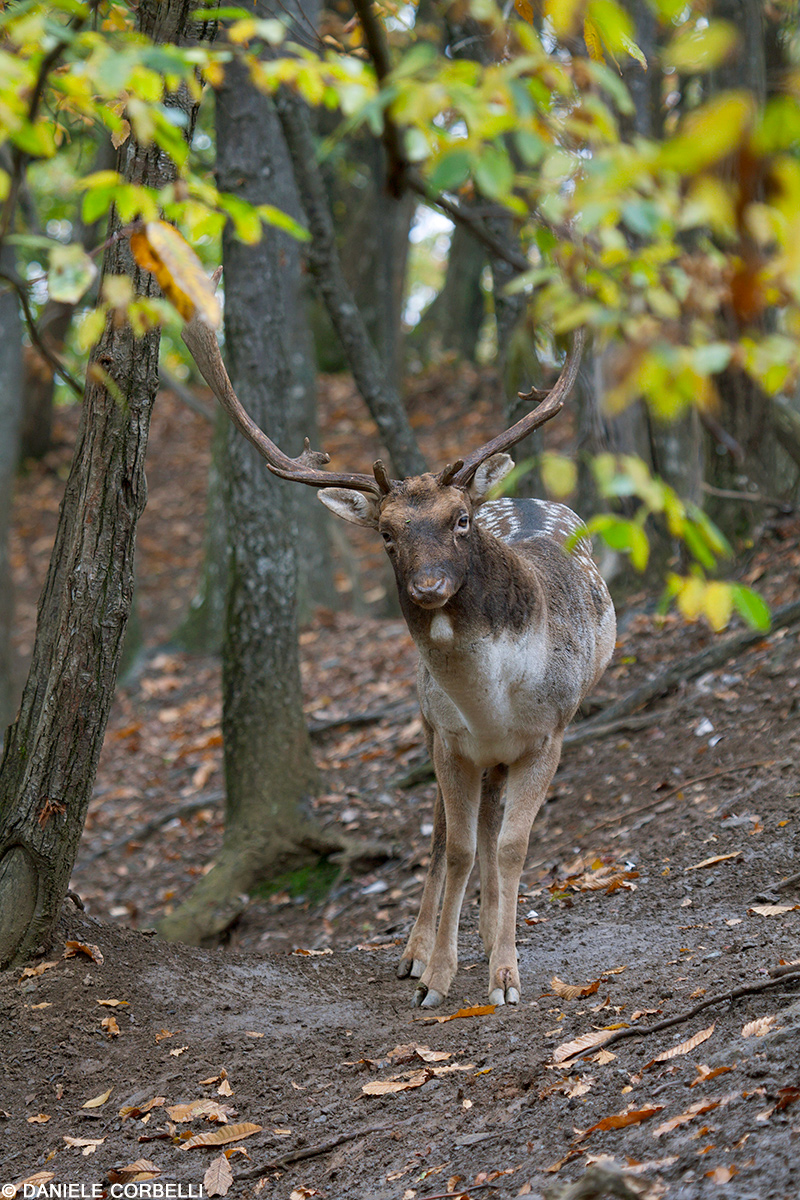 Fallow Deer - Portrait 7