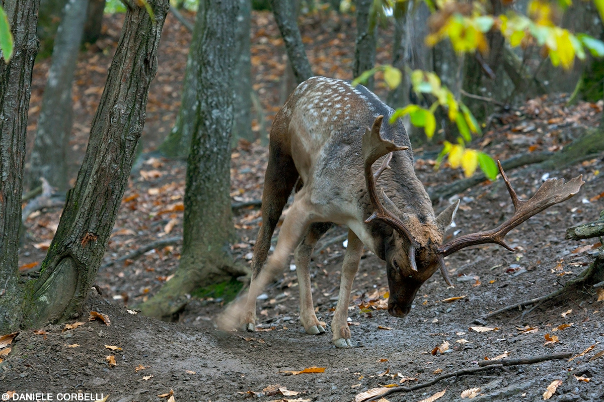 Fallow Deer - cleaning